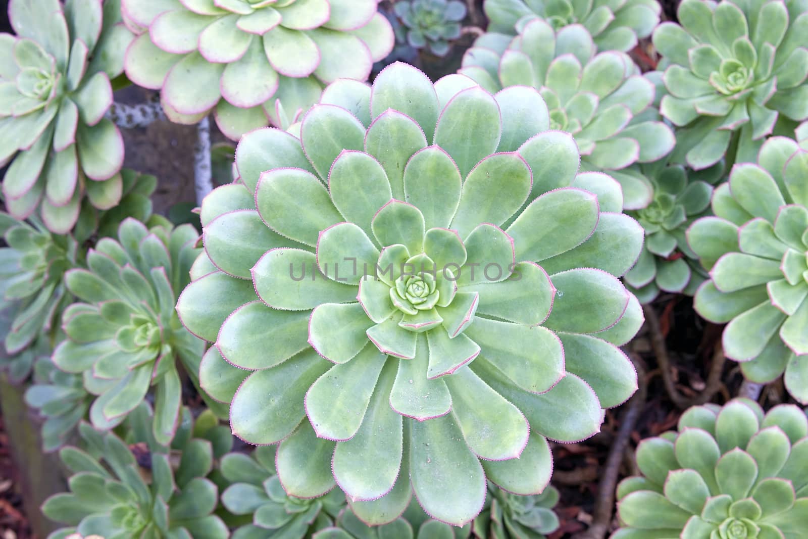 Hen and Chicks Succulent Plant growing in Garden Backyard Macro Closeup