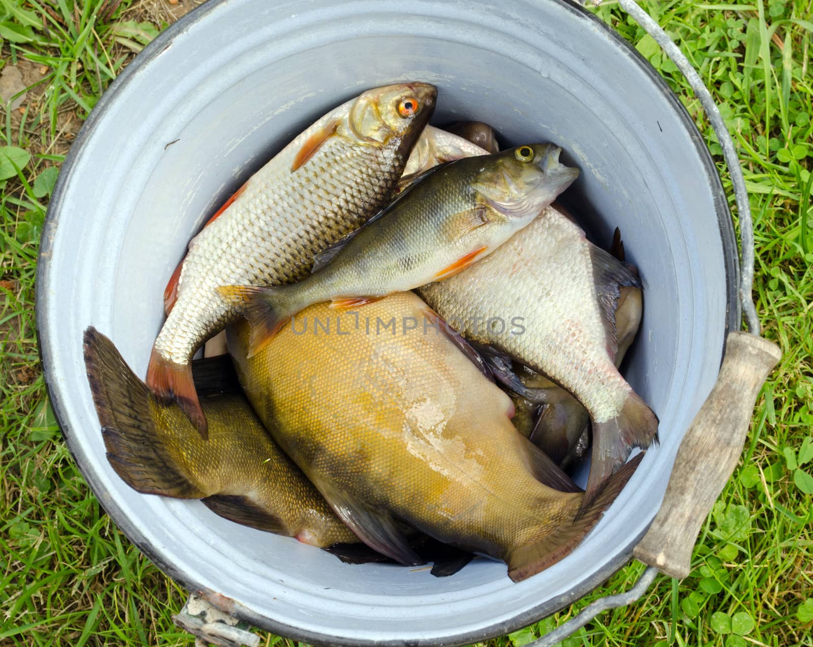 Fishes tench roach bass catch in old retro rusty bucket.