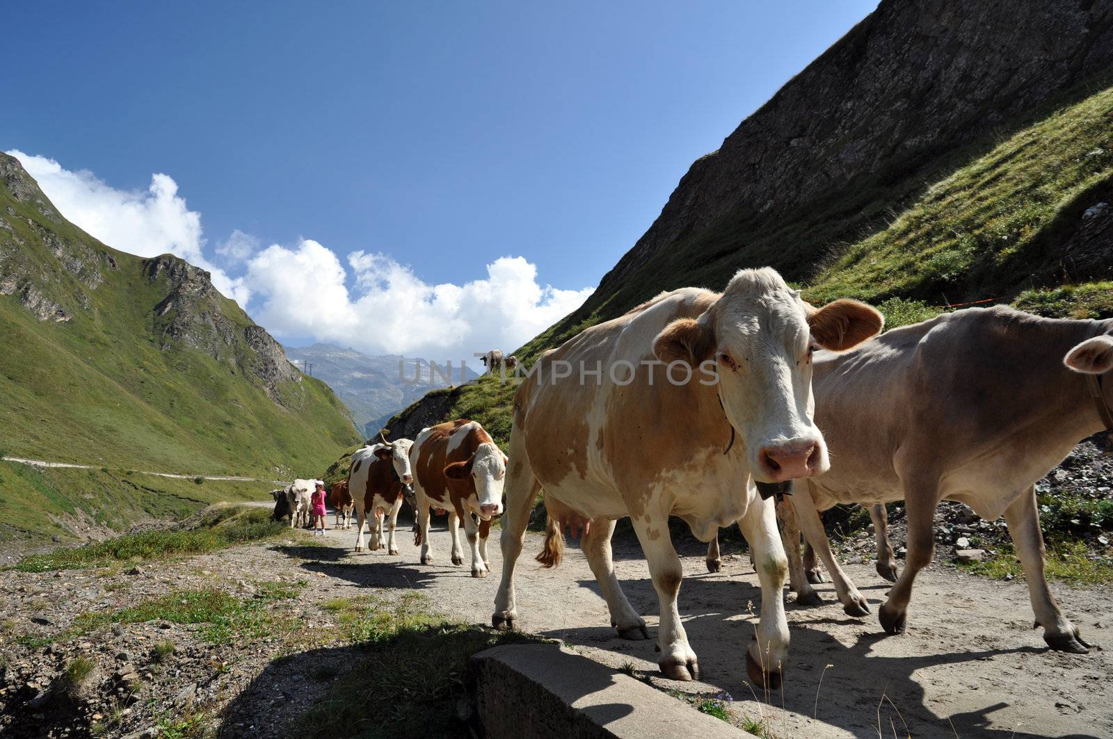 Cows in high mountain alpine rough grazing, Val Formazza, Italy