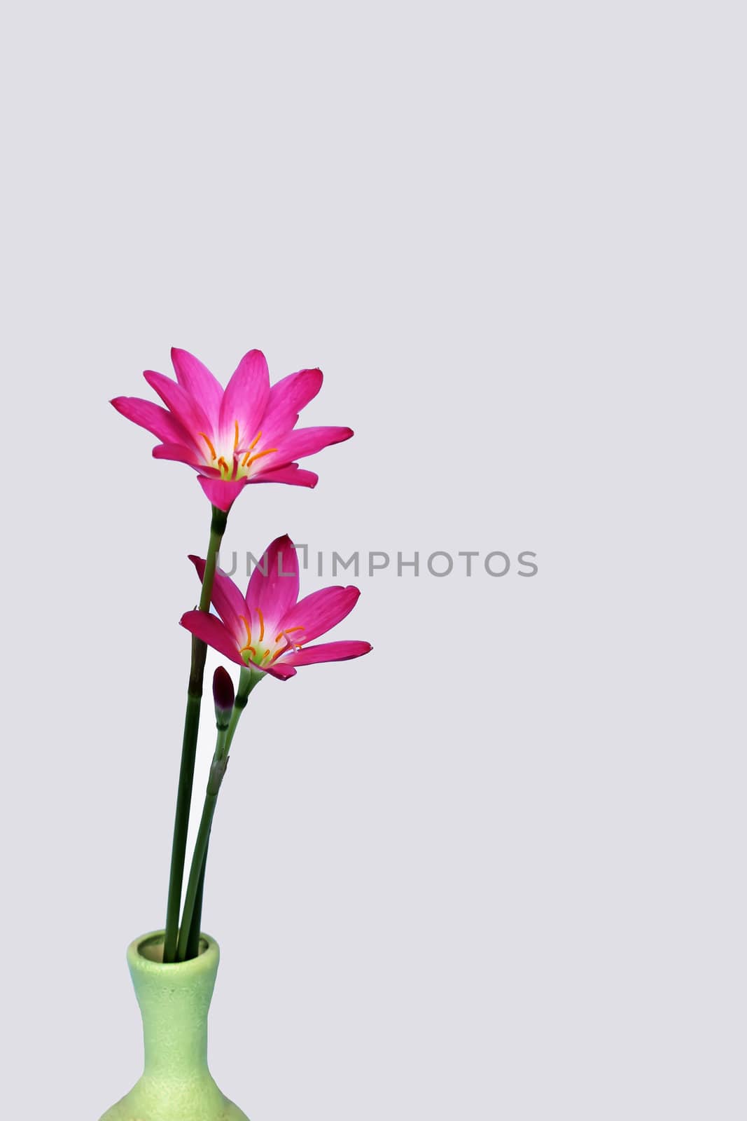 pink flowers isolated on white background