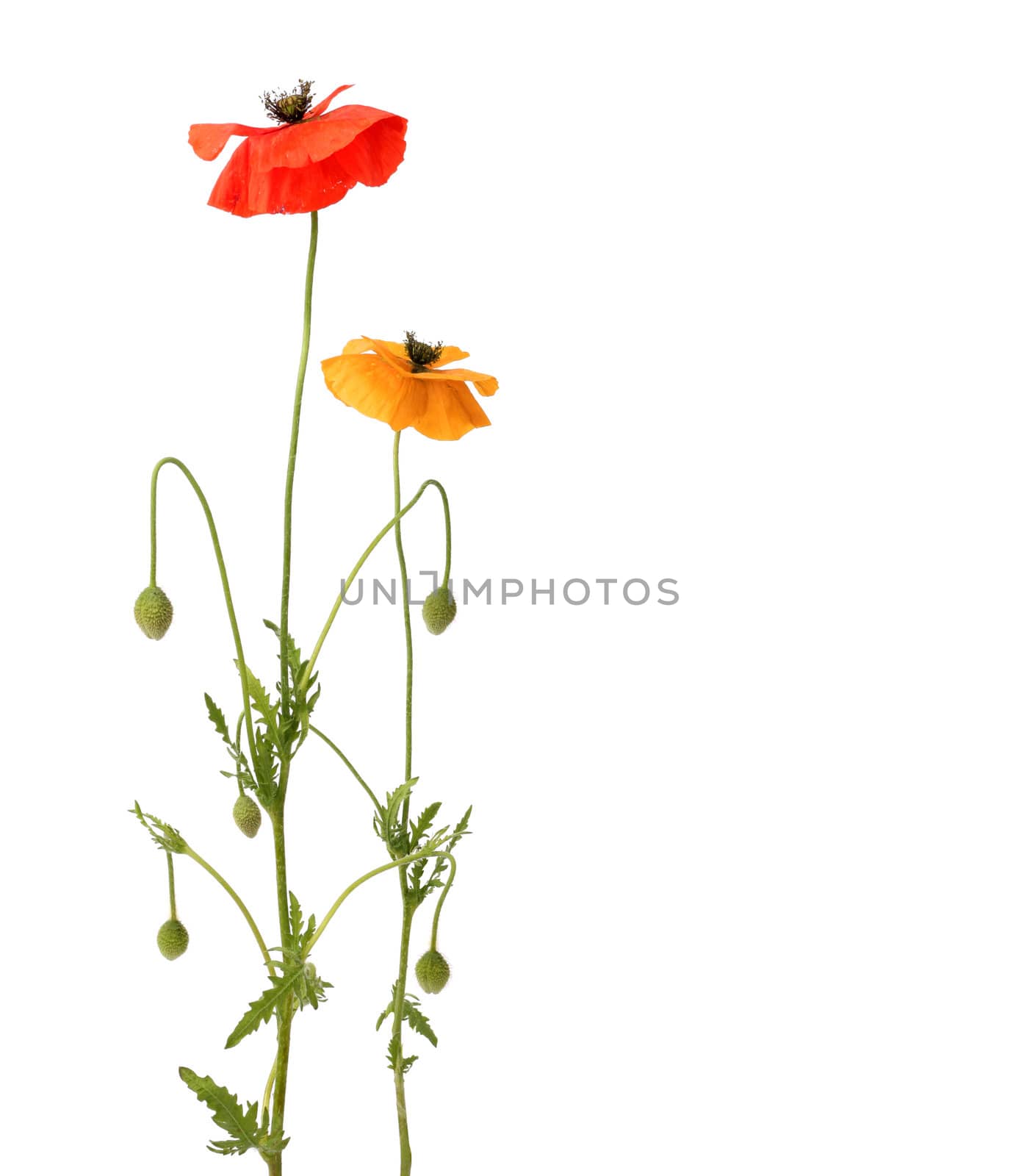 Red and yellow poppies isolated on white background