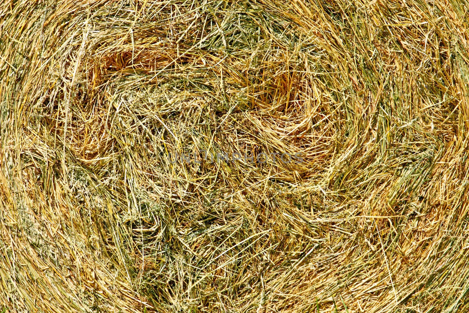 Hay bale from freshly cut grass, close up