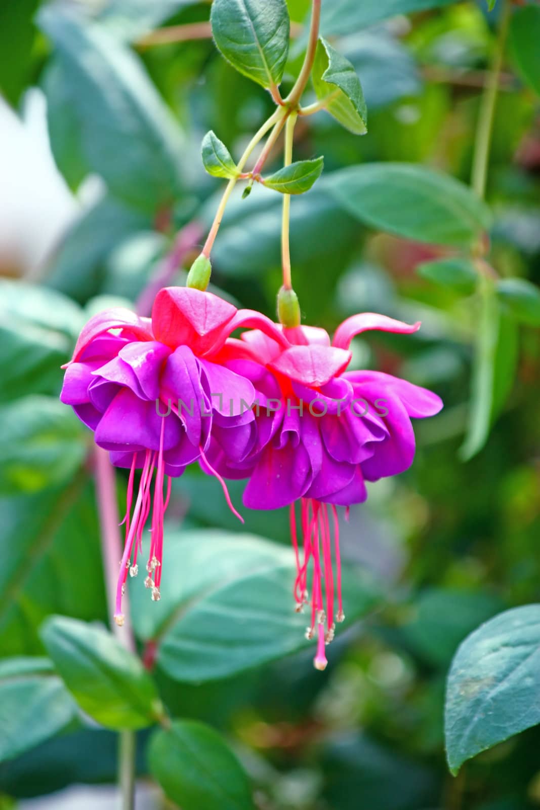 Pink flower of fuchsia in front of green leaves