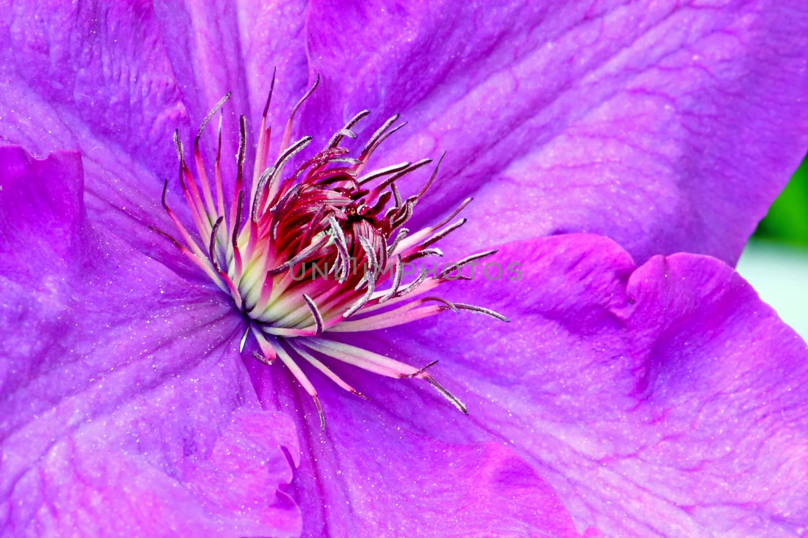 Flower of violet clematis, closeup