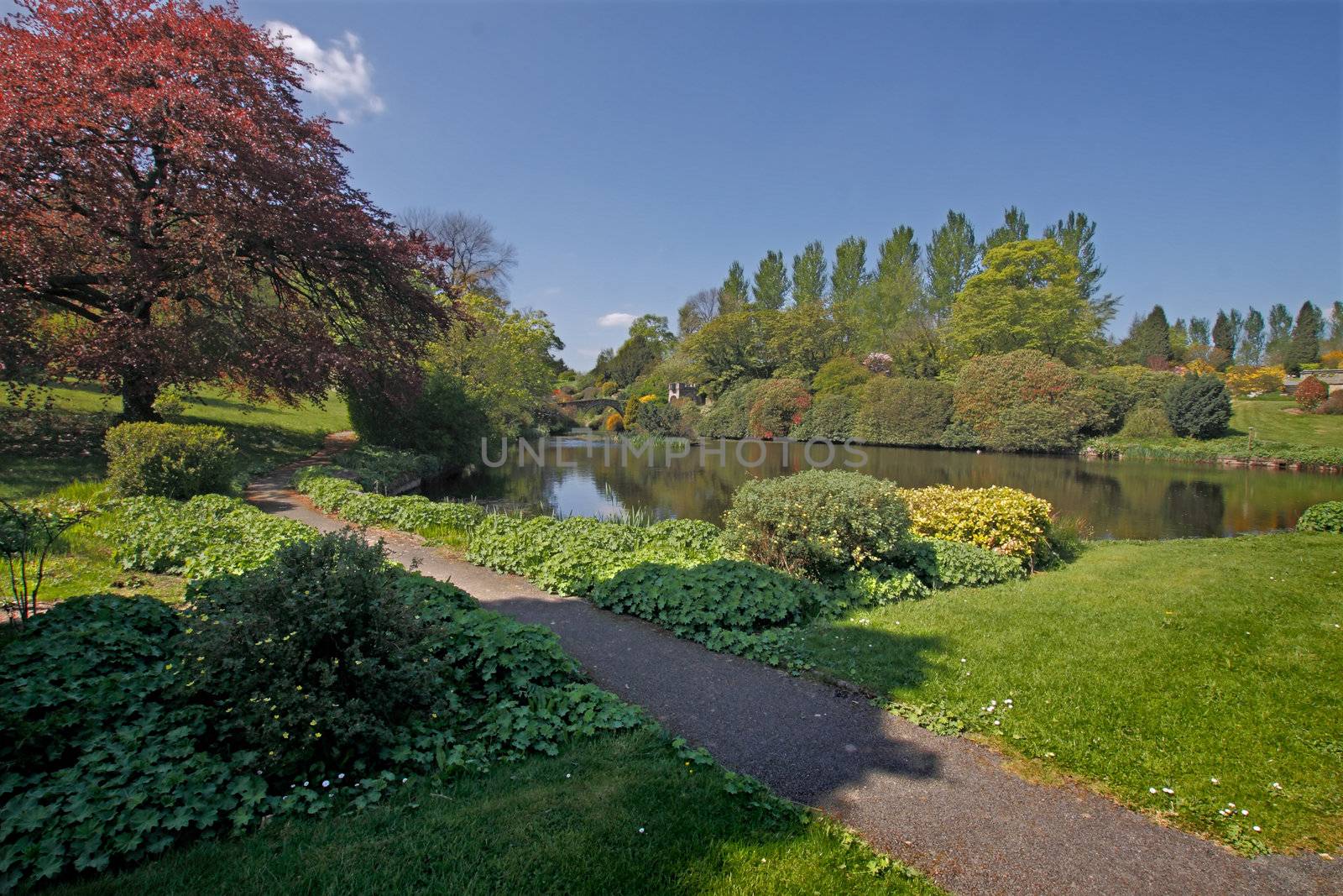 A small lake in a wonderfull garden in North Staffordshire, England