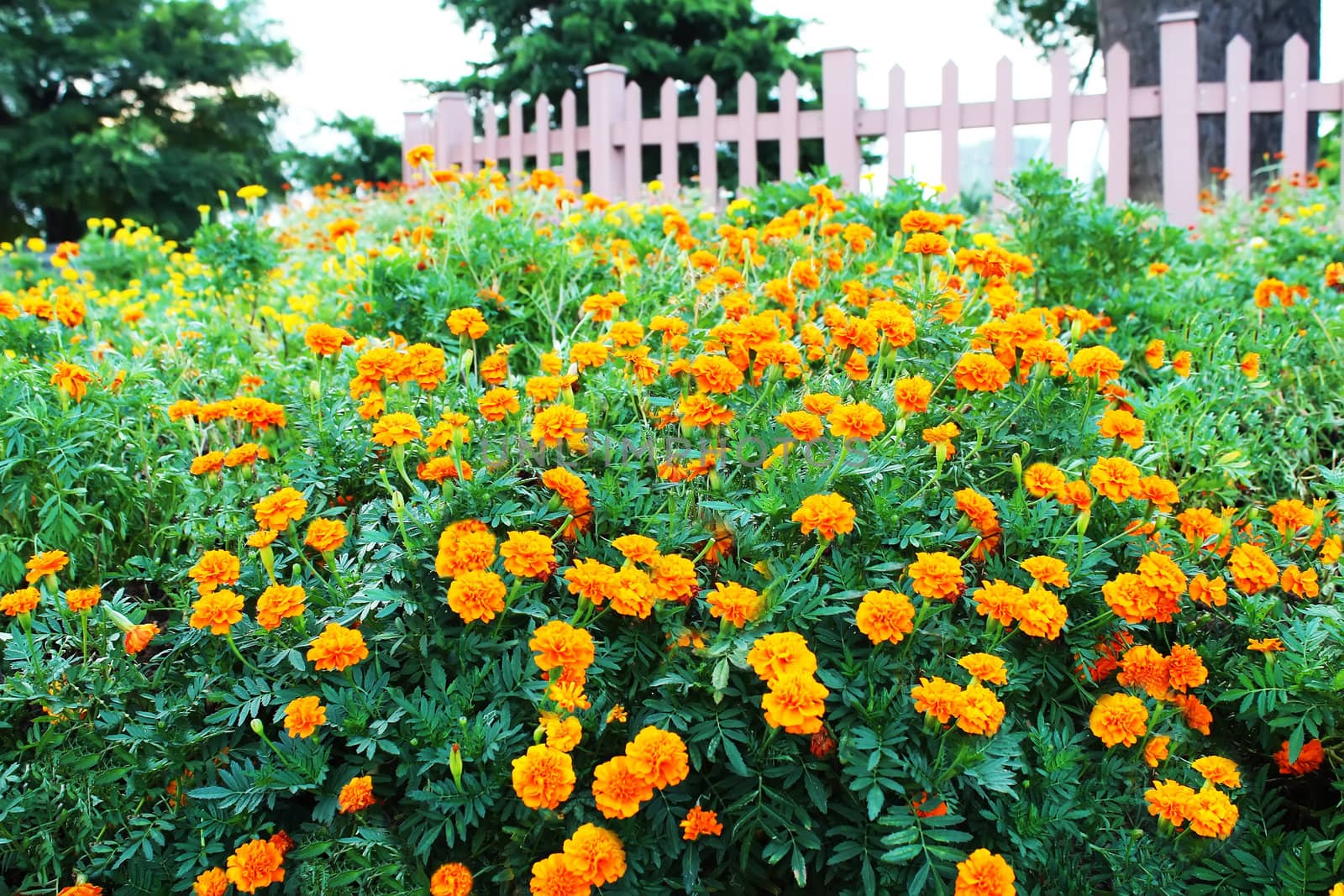 Background of many small flowers of chrysanthemum