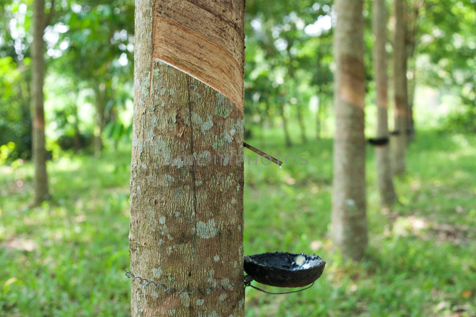 Rubber tree