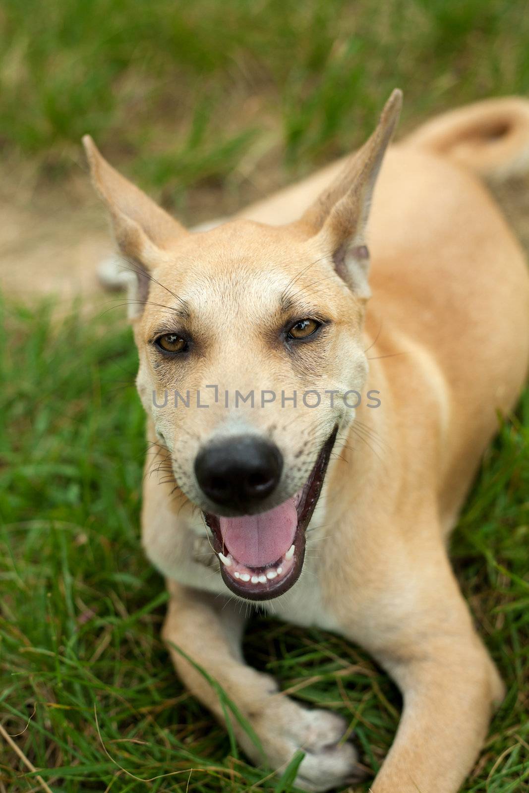 Dog portrait