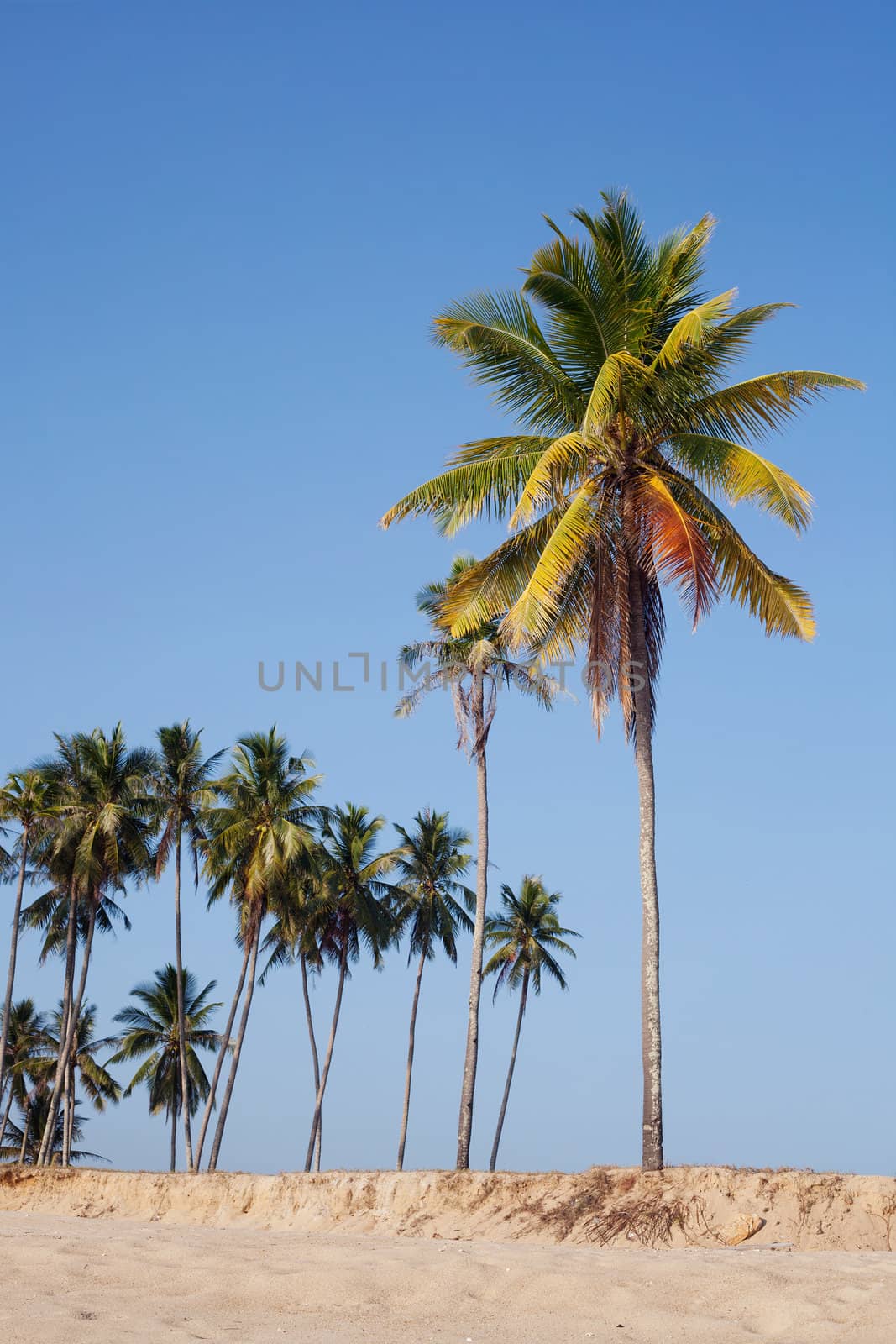 Tropical sand beach with coconut trees