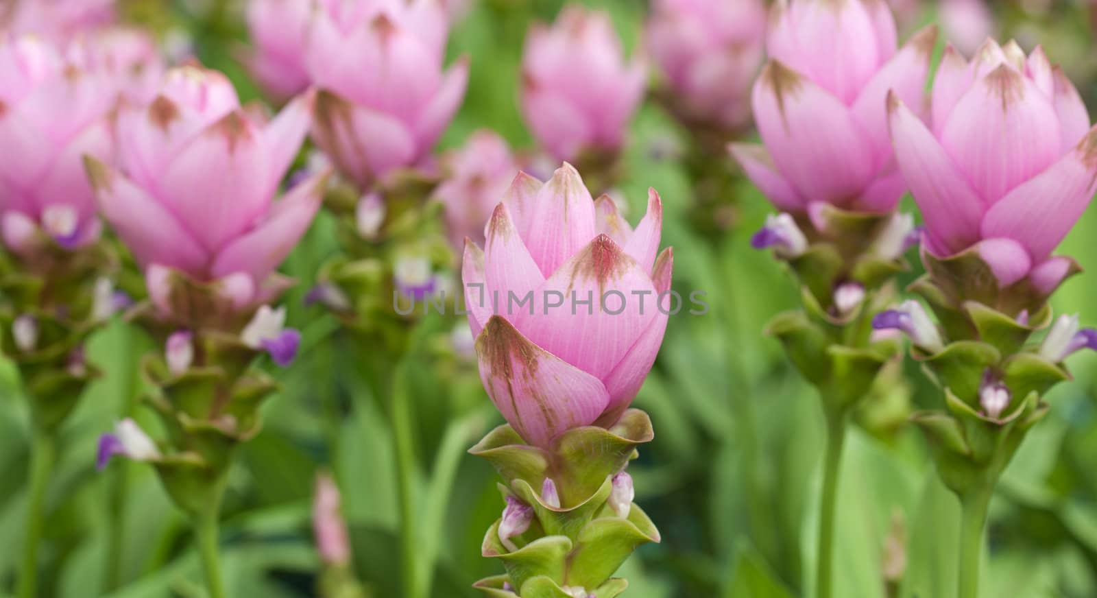 Pink field of Siam tulip