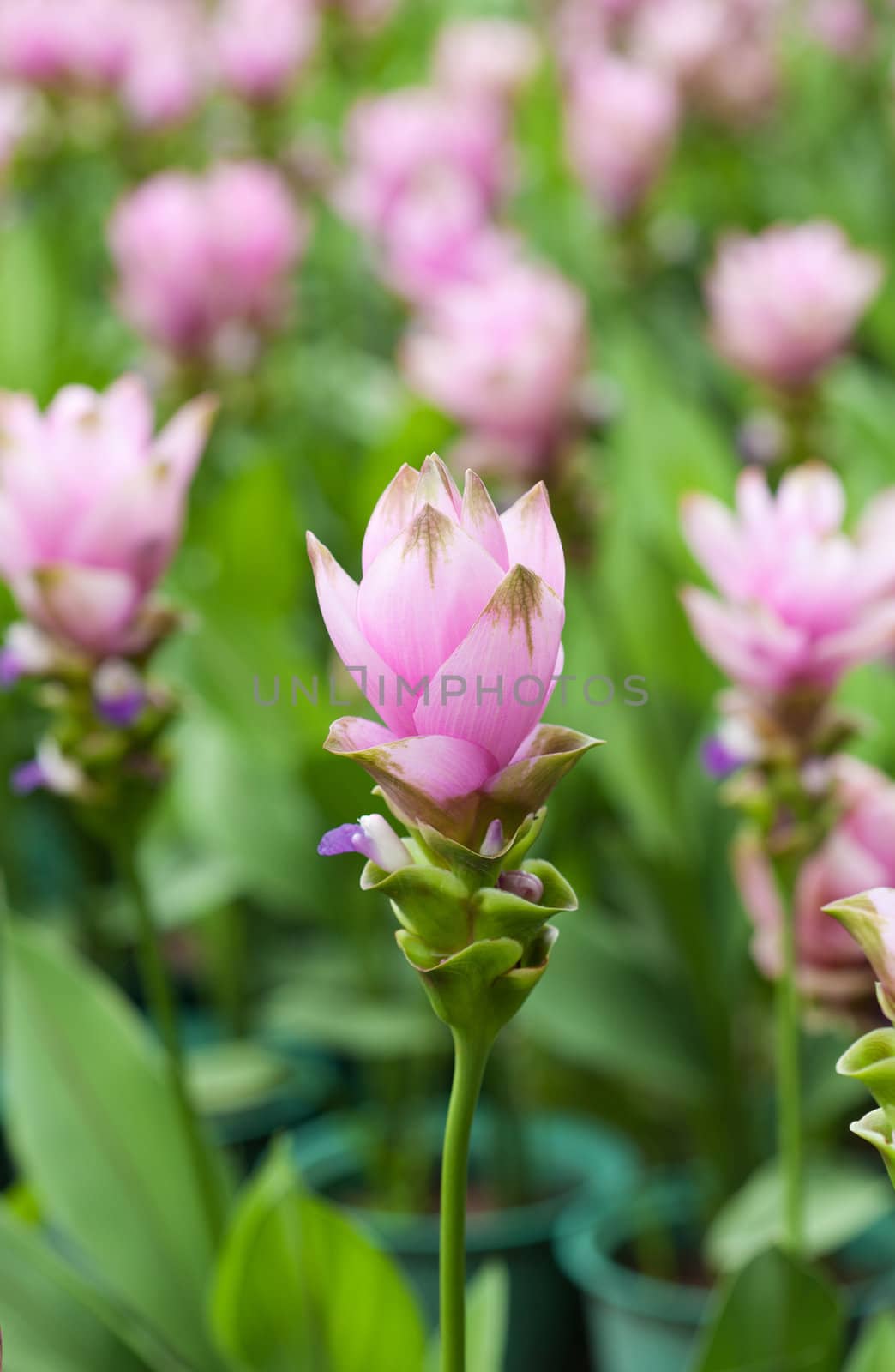Pink field of Siam tulip