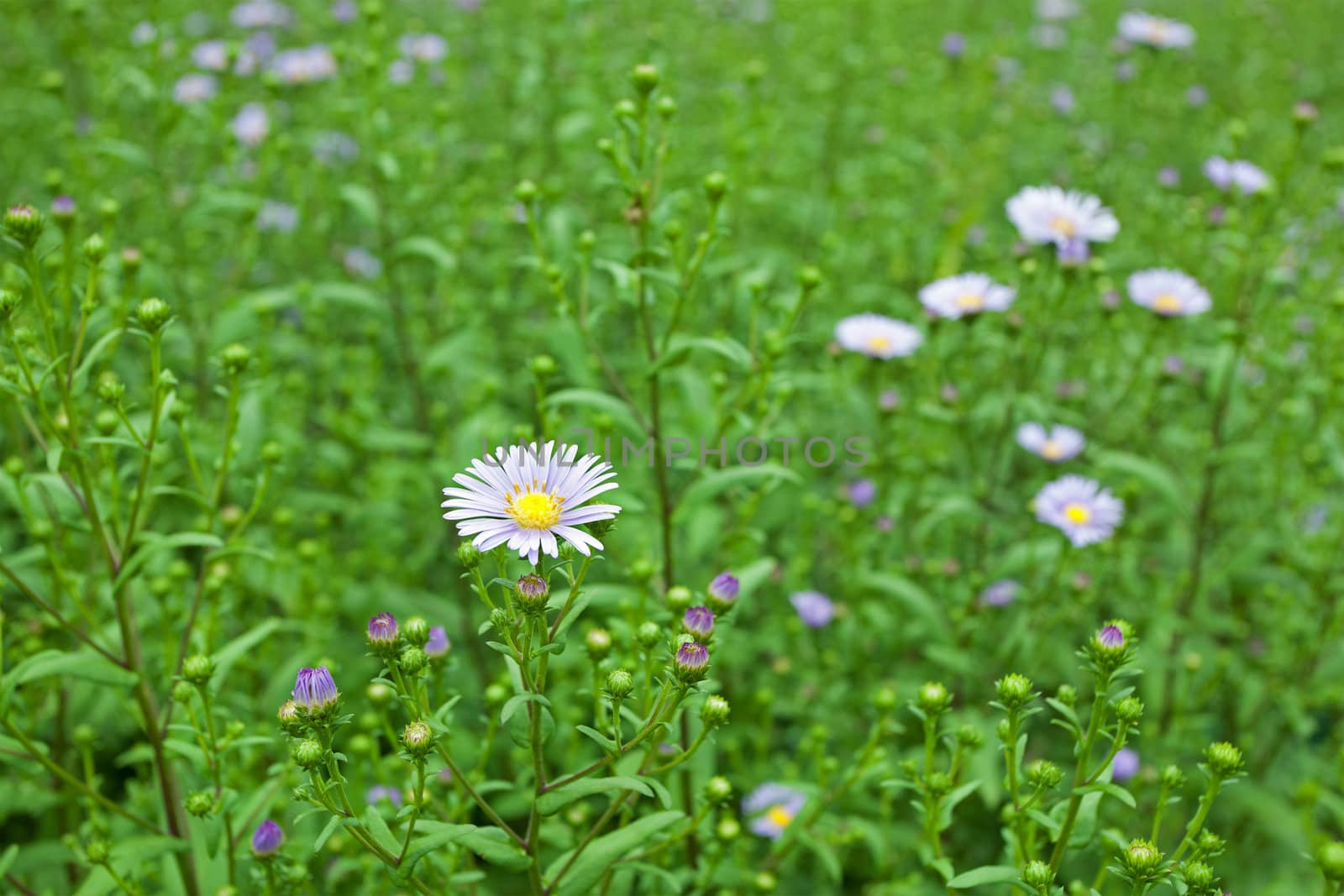 Valentine blue flowers