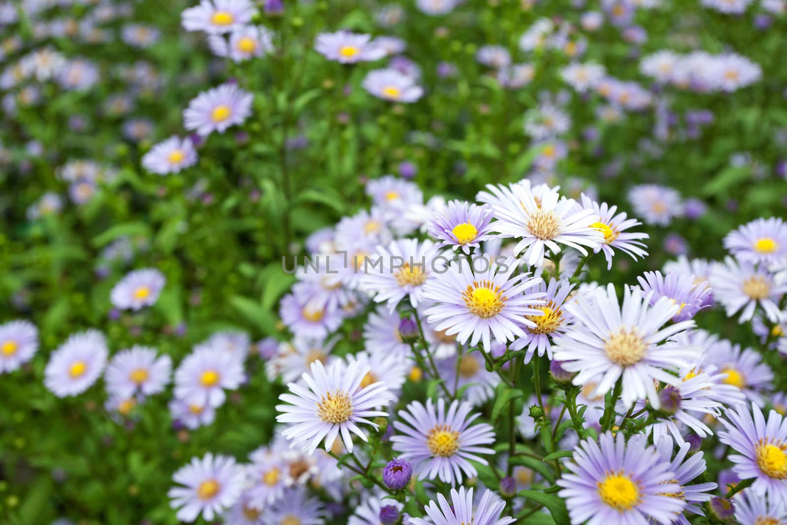 Valentine blue flowers