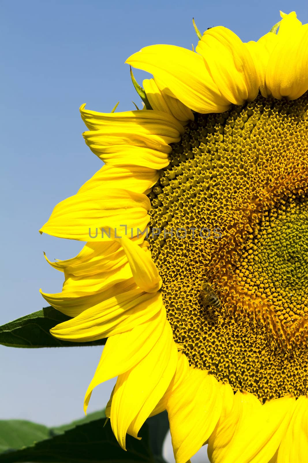 Yellow sunflower on field with green leaves