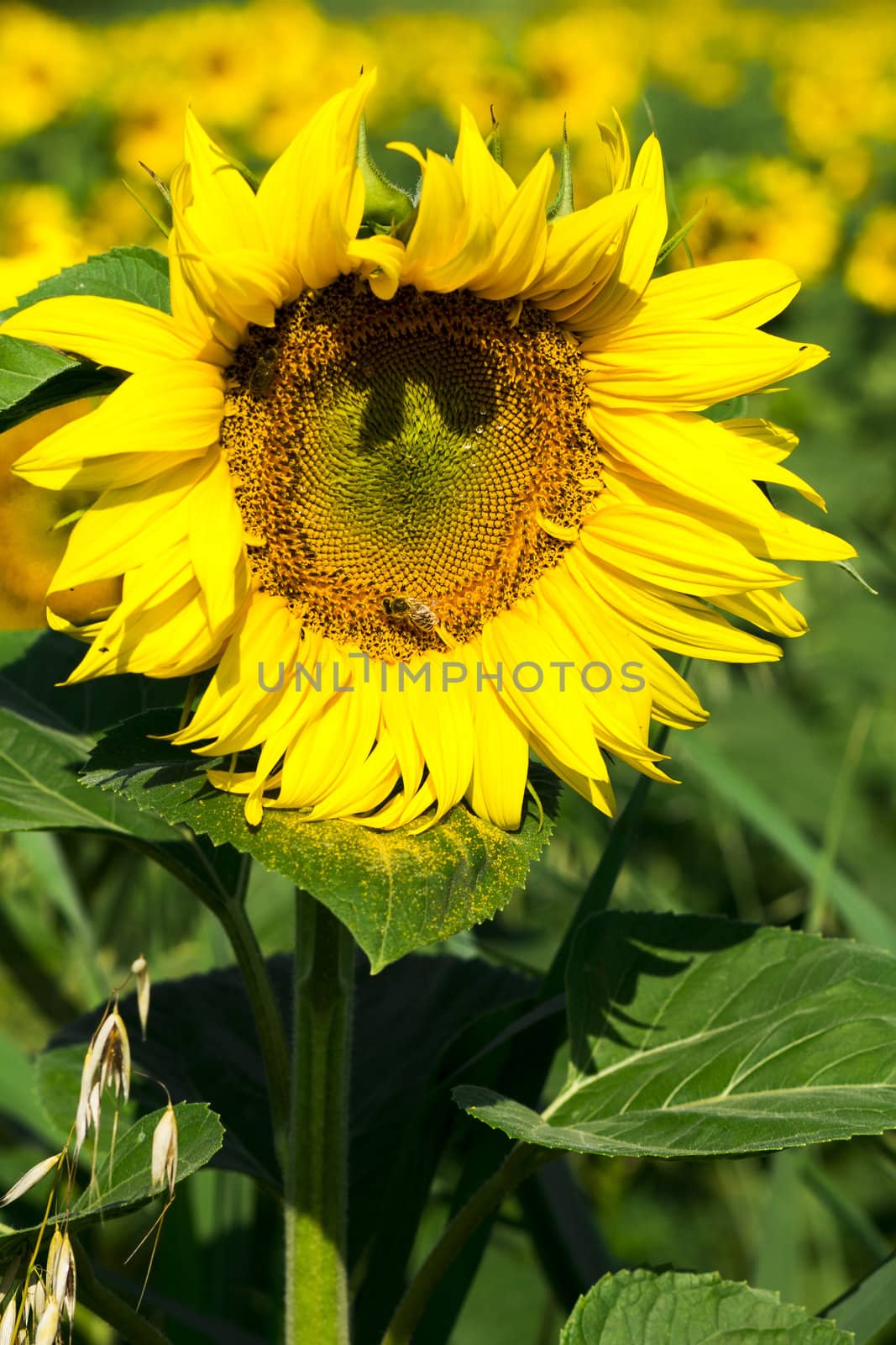 Yellow sunflowers on field with green leaves