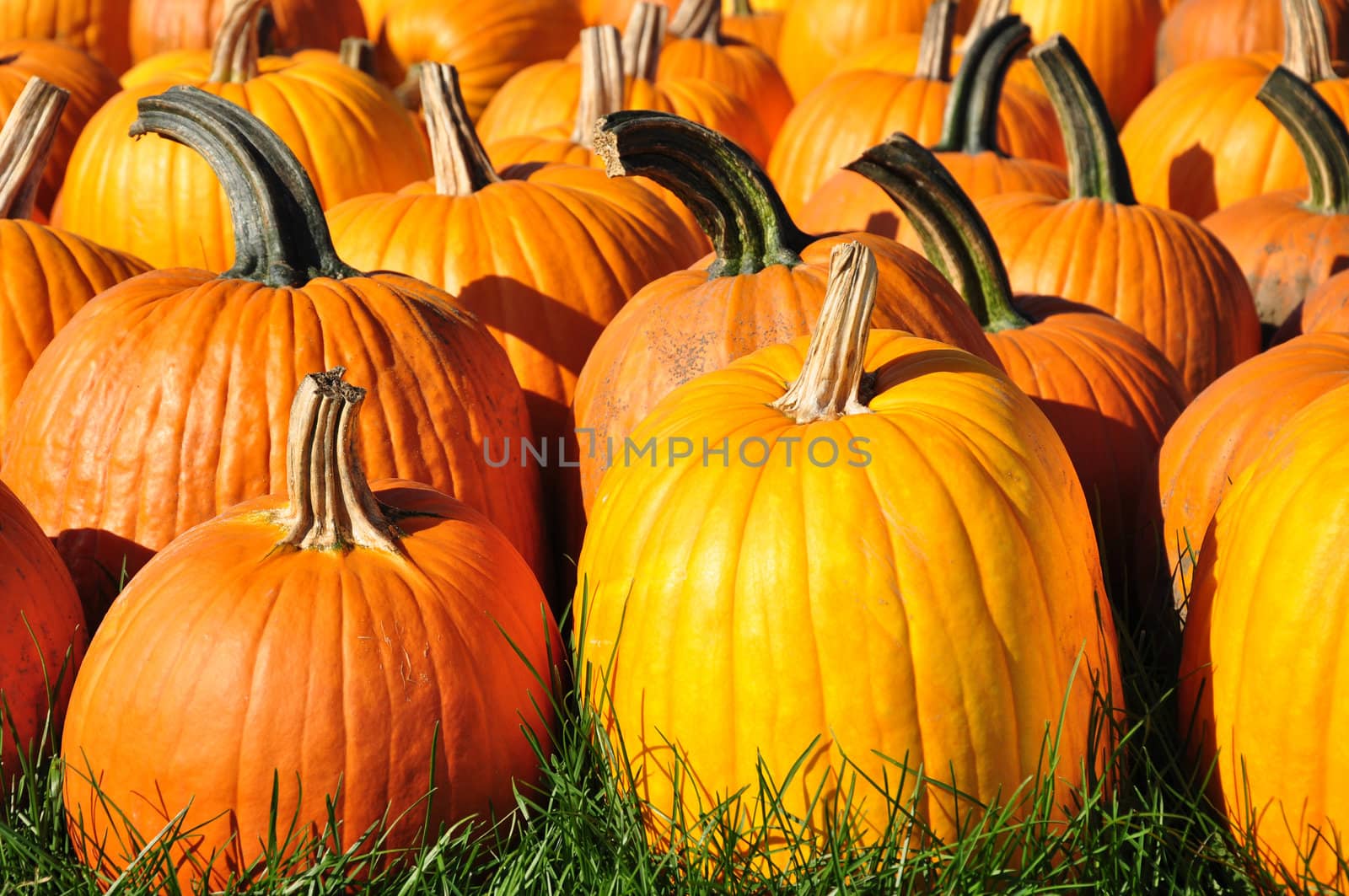 Pumpkins are set on display for sale.