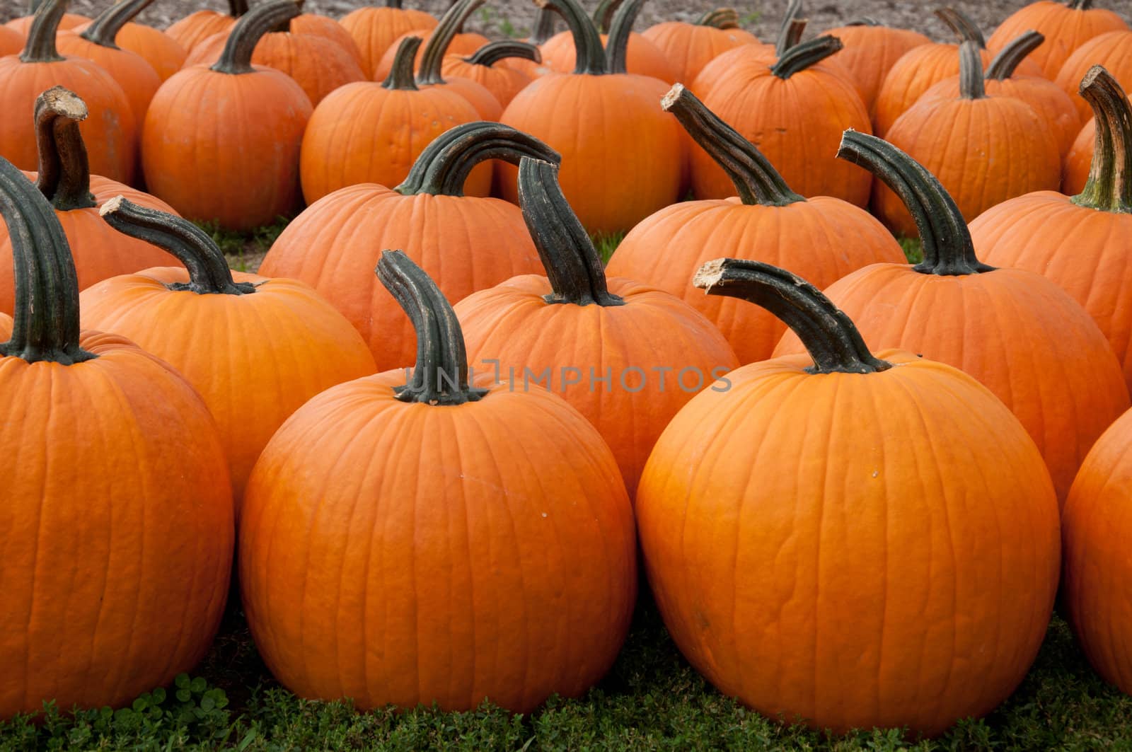 Pumpkins are set on display for sale.
