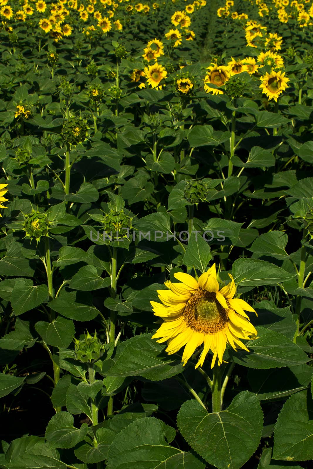 Yellow sunflowers on field with green leaves