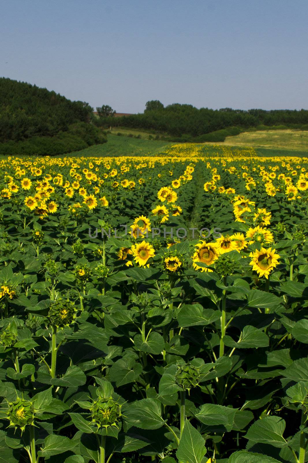 Yellow sunflowers on field with green leaves