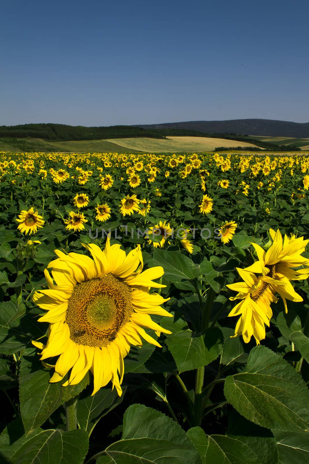 Yellow sunflowers on field with green leaves