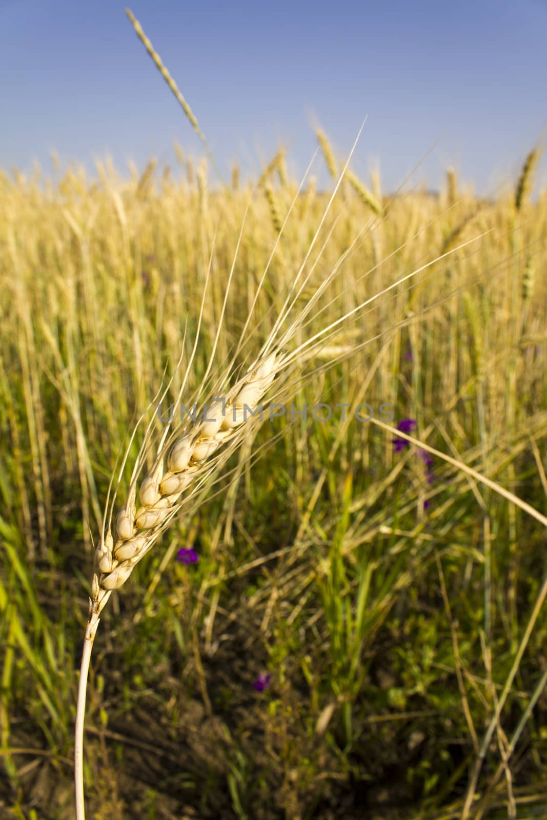 Golden wheat field before harvest.