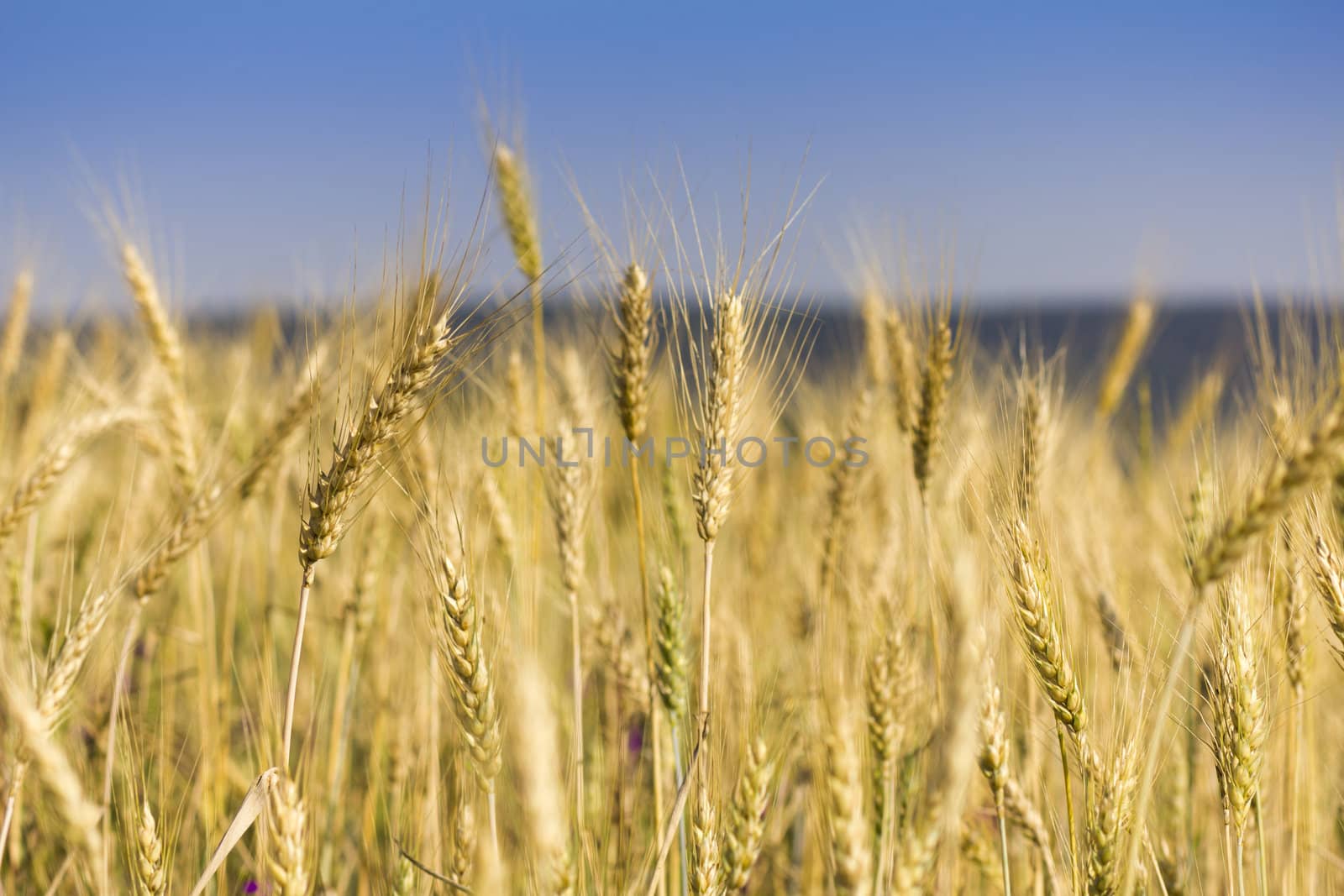 Golden wheat field before harvest.