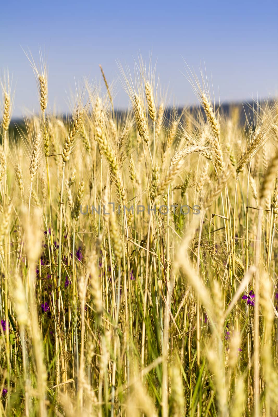 Golden wheat field before harvest.