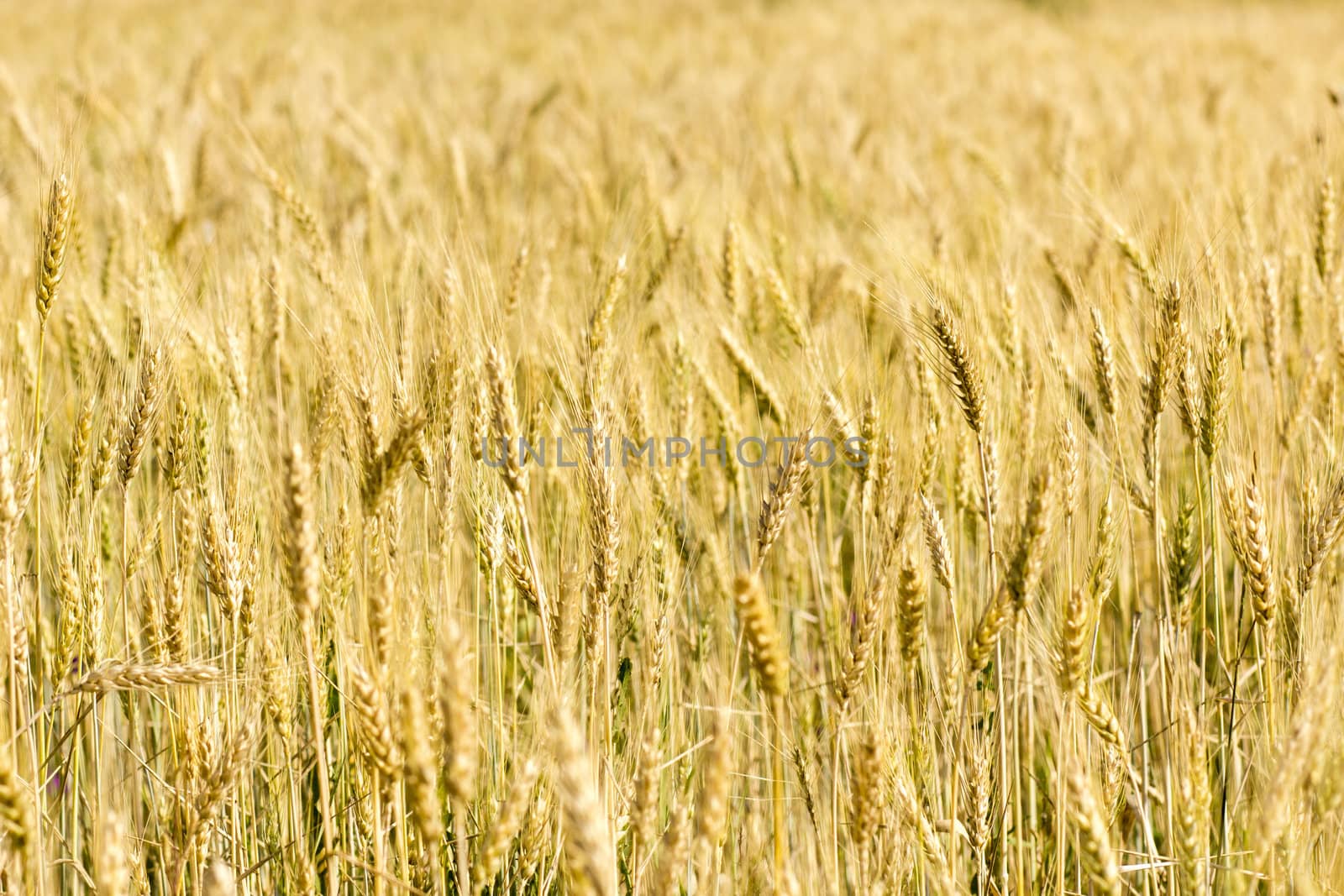 Golden wheat field before harvest.