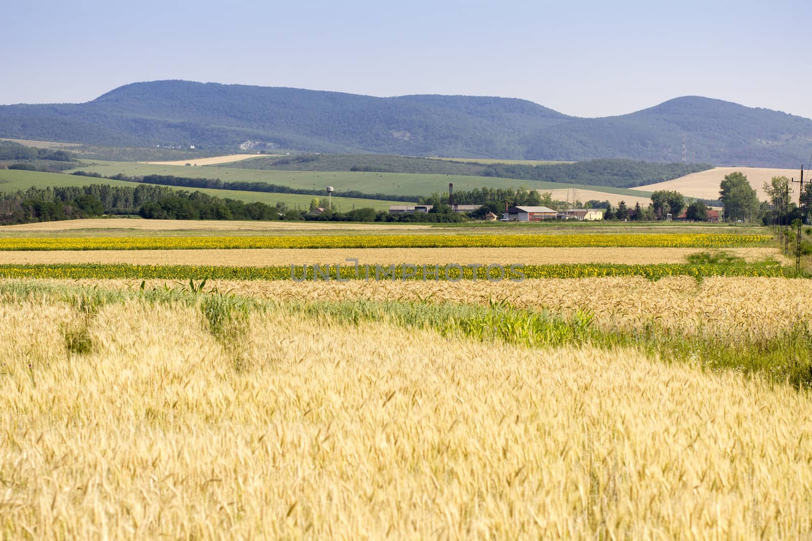Golden wheat field before harvest.