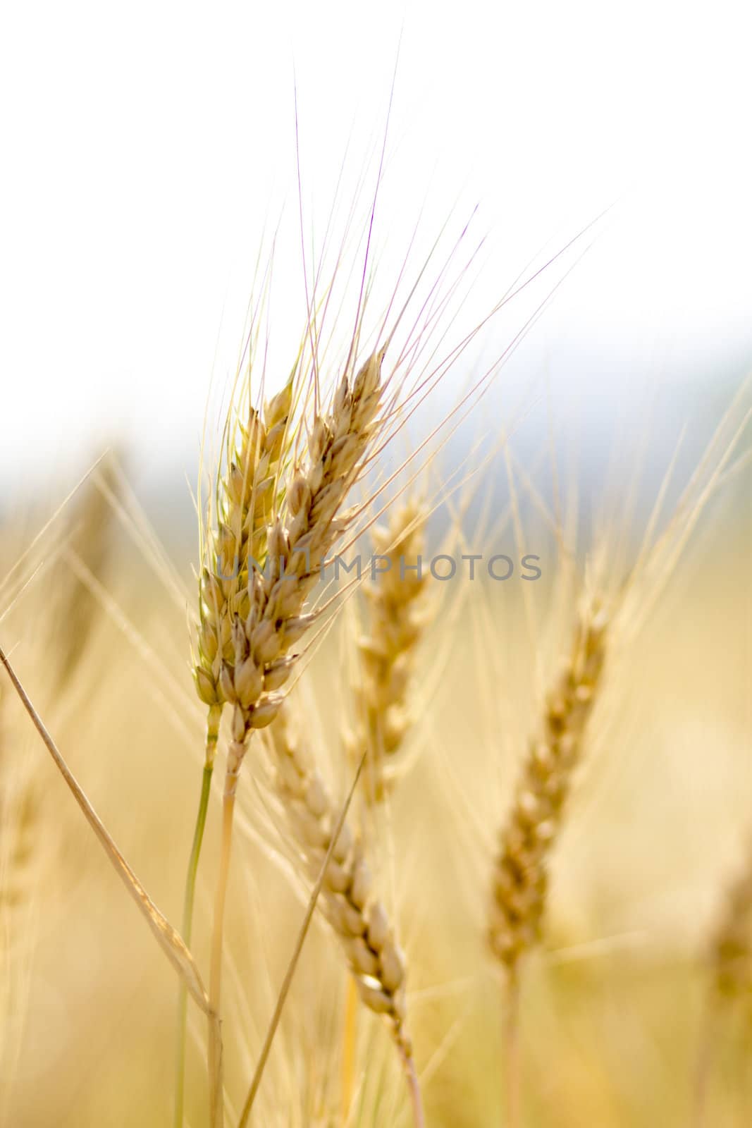 Golden wheat field before harvest.