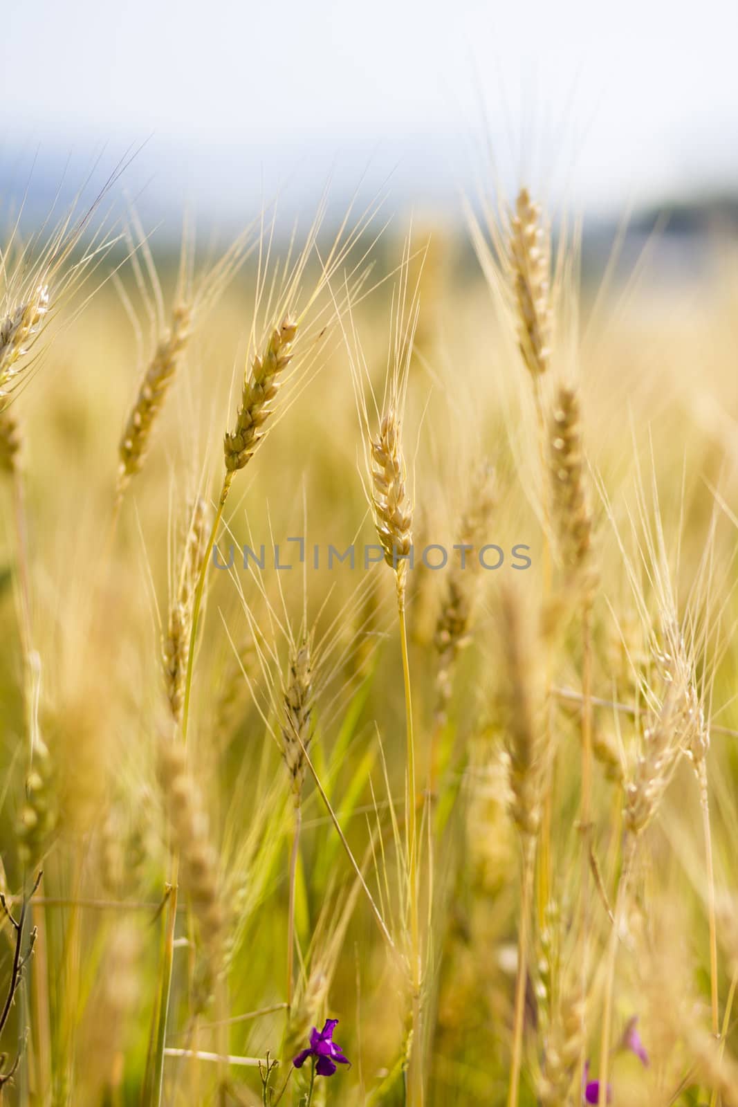 Golden wheat field before harvest.