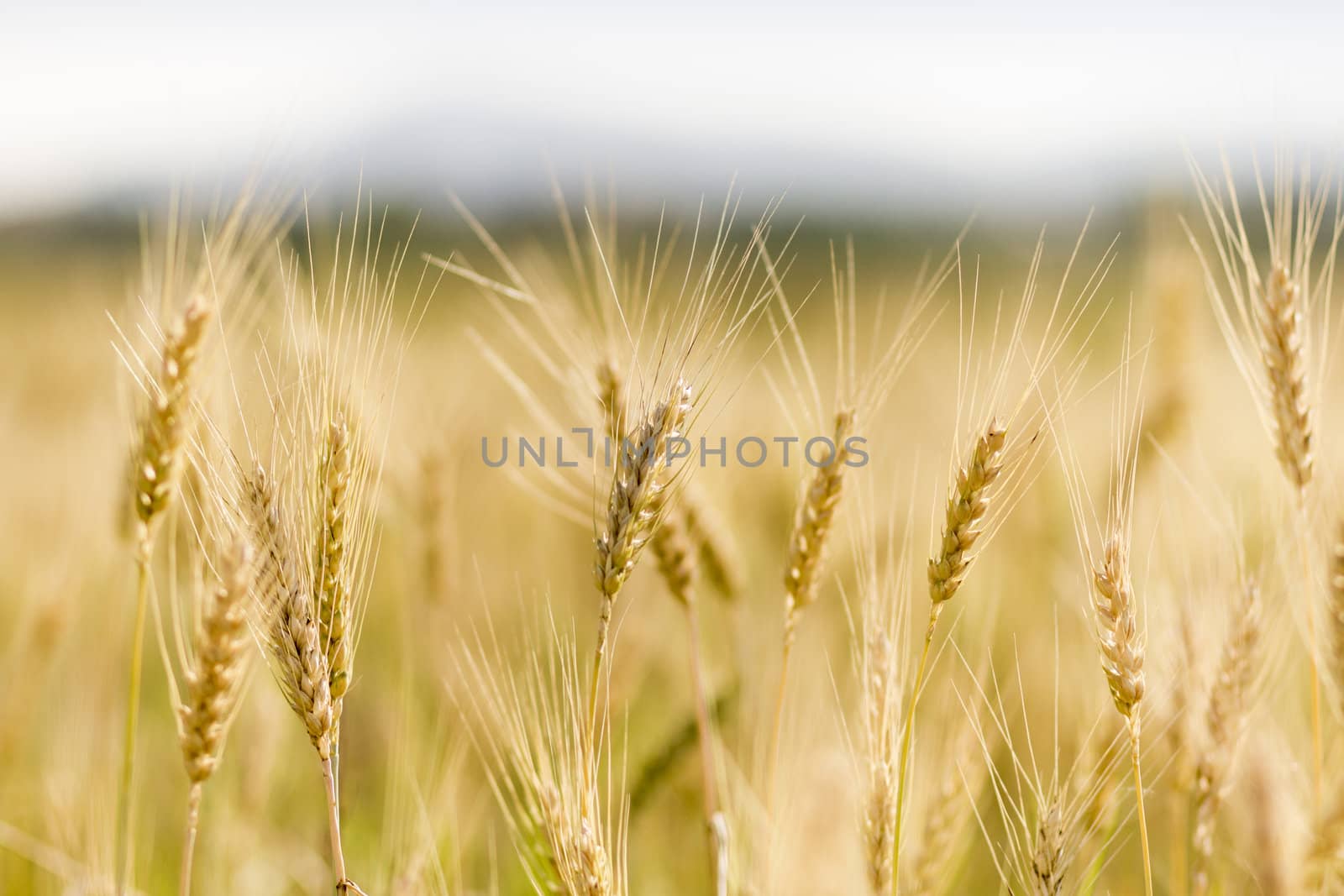 Golden wheat field before harvest.