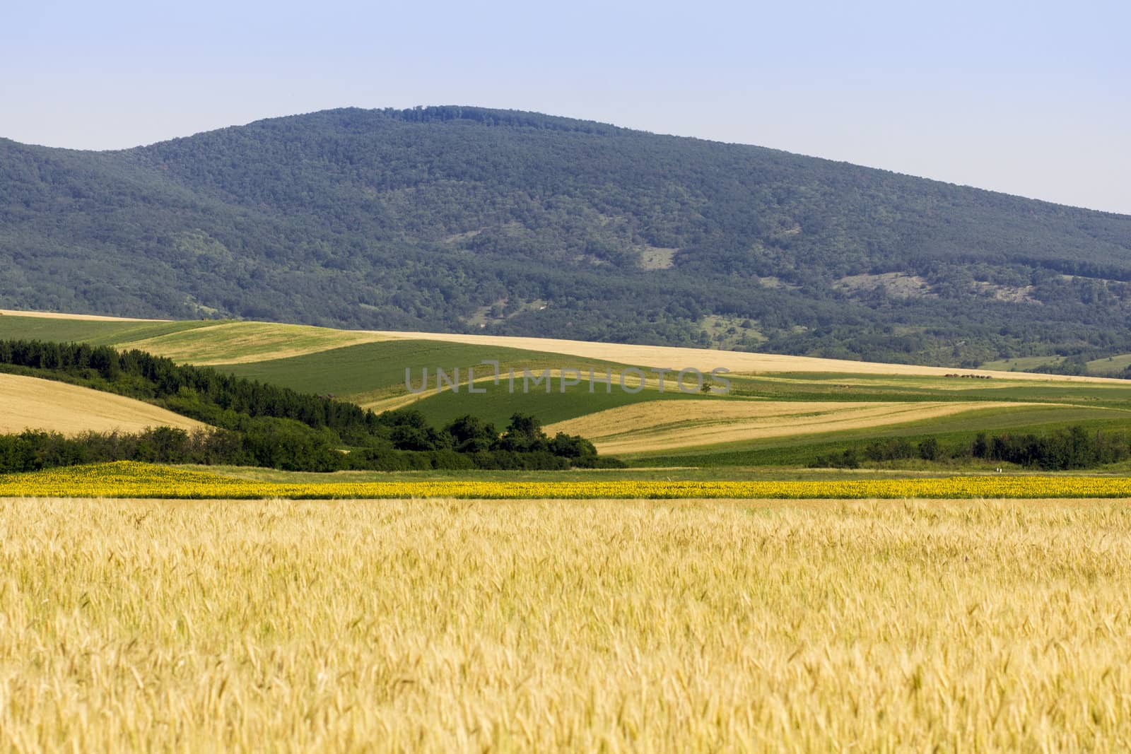 Golden wheat field before harvest.