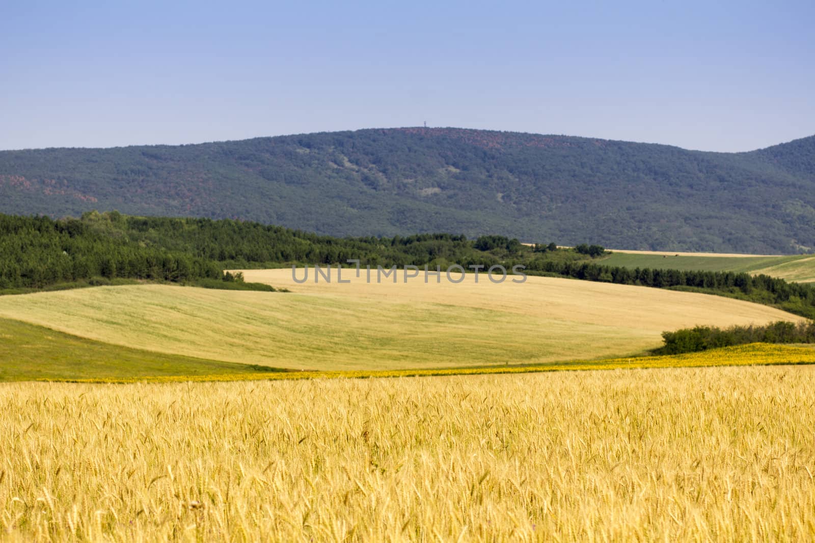 Golden wheat field before harvest.