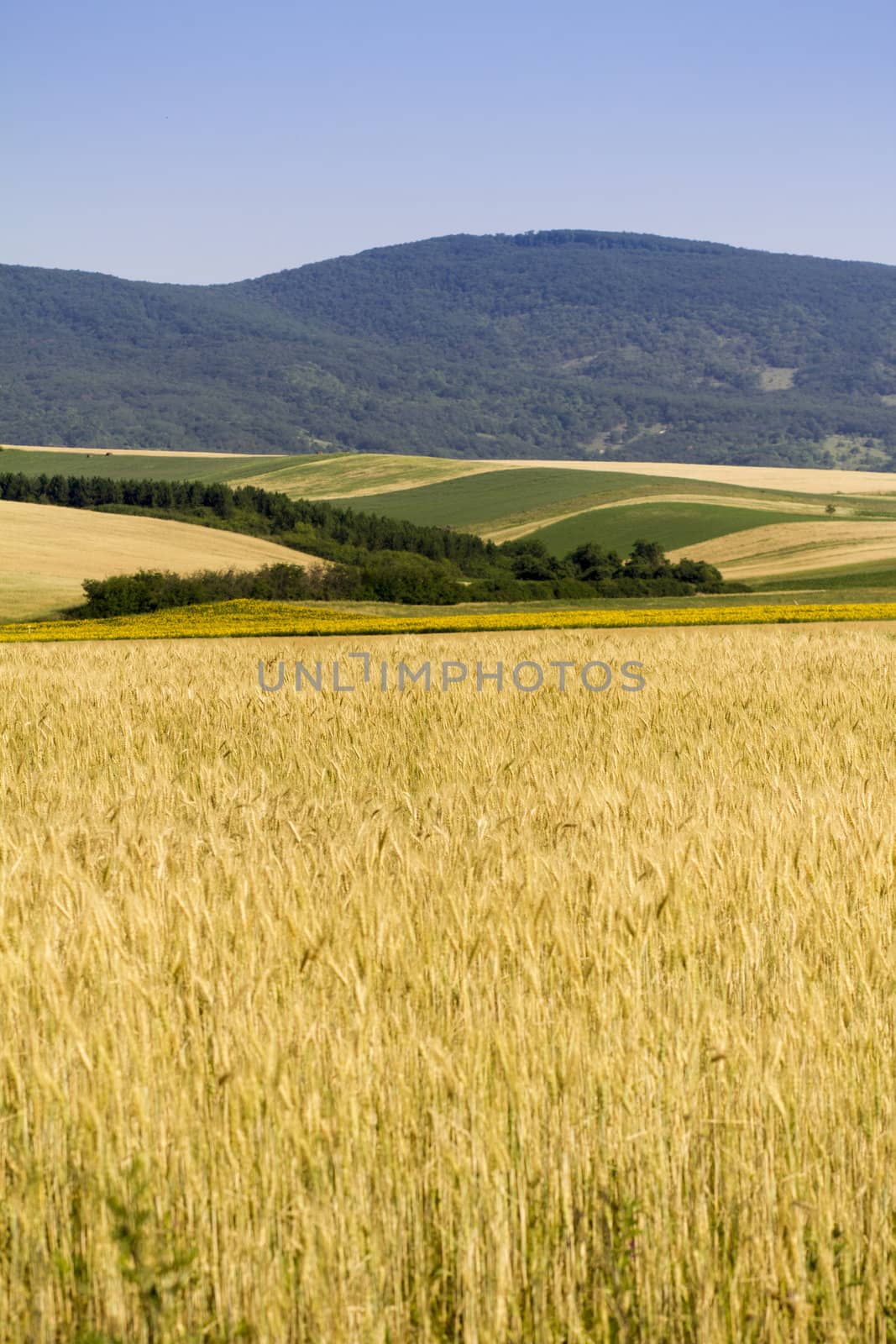 Golden wheat field before harvest.