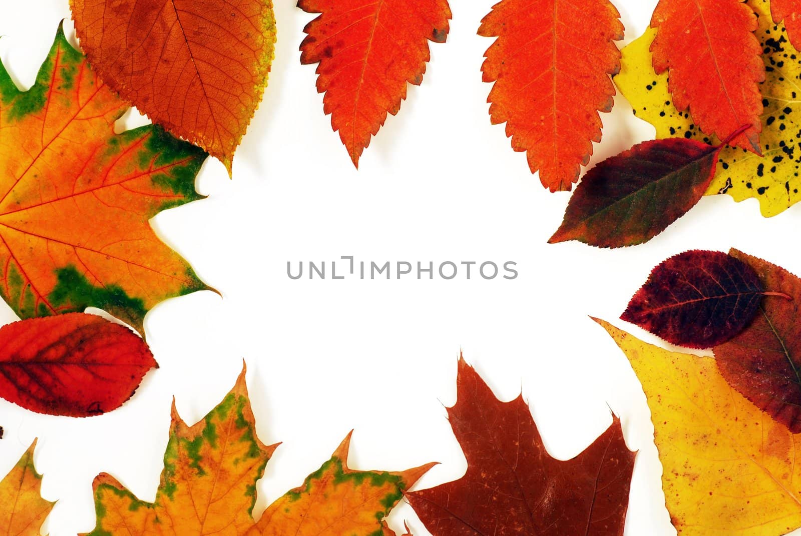 Autumn leaves frame by simply