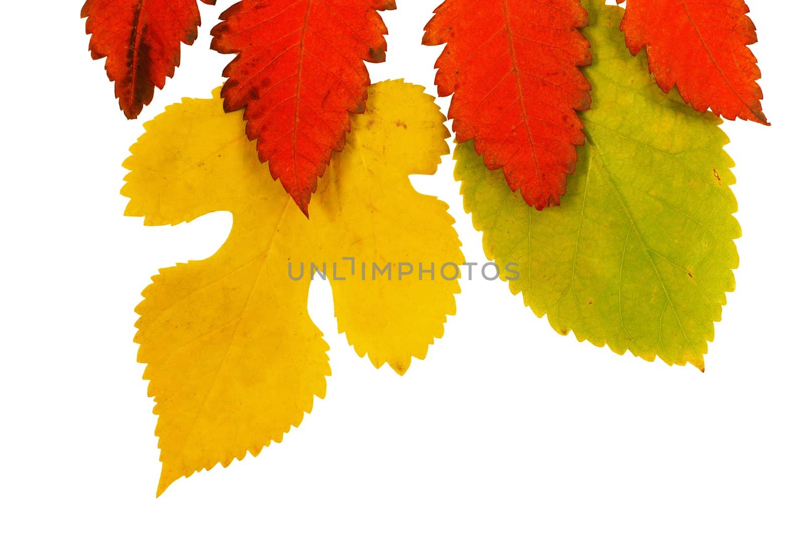 various bright colorful autumn tree leaves on white background