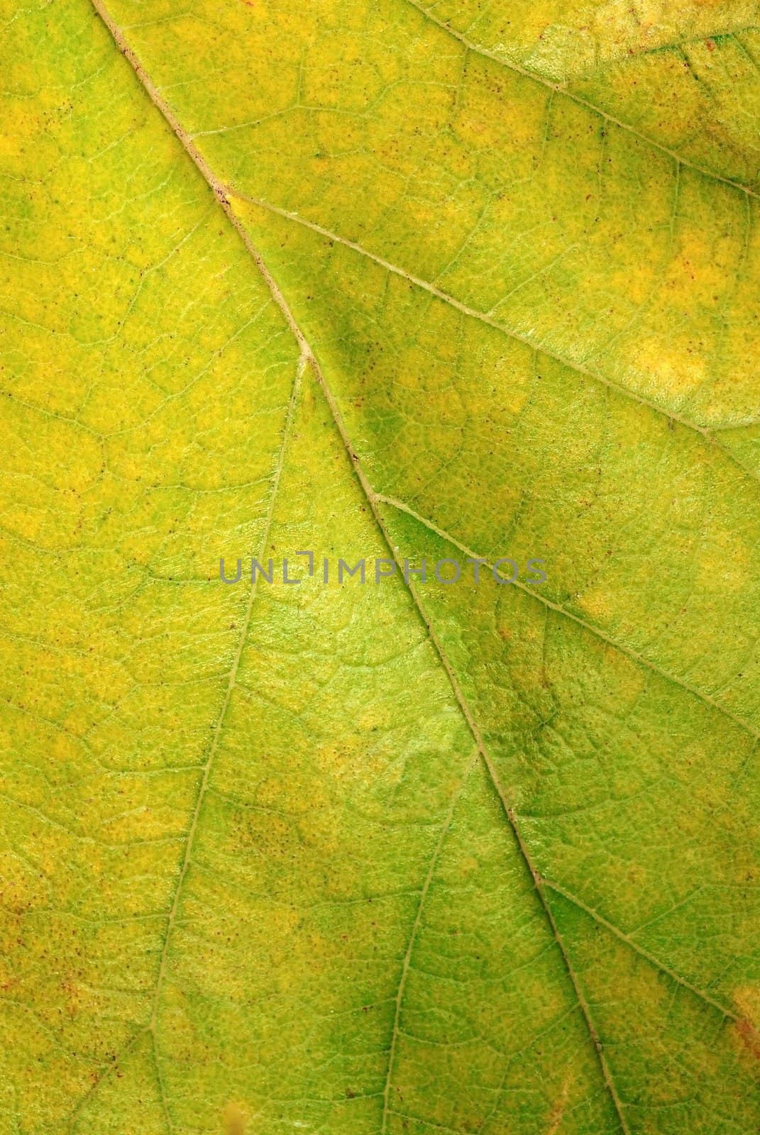 Green autumn leaf texture by simply
