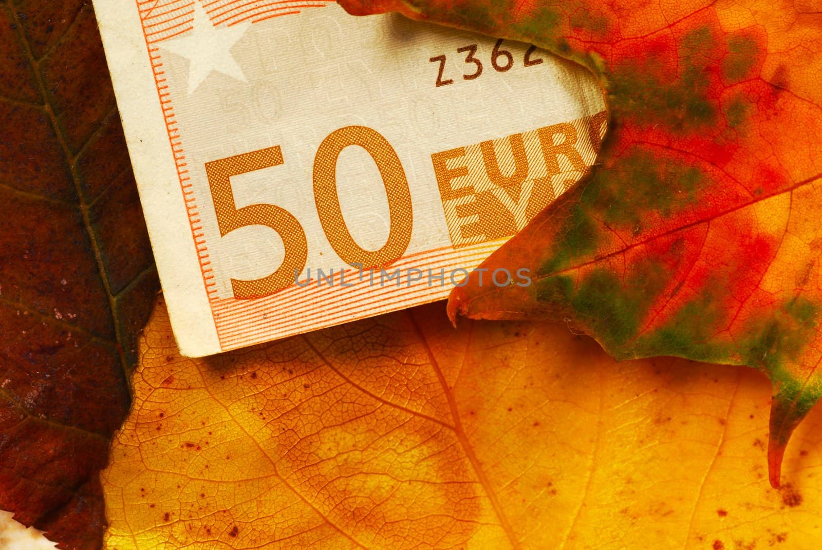 Fifty euro banknote between autumn leaves by simply