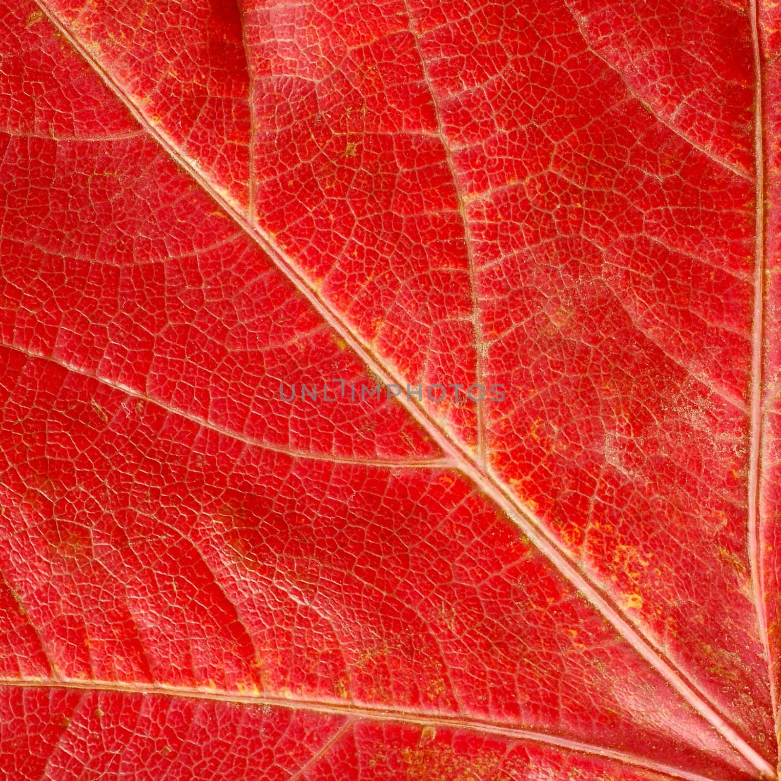 Red  autumn leaf texture by simply
