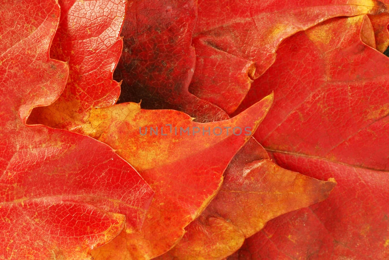 various bright red autumn tree leaves background