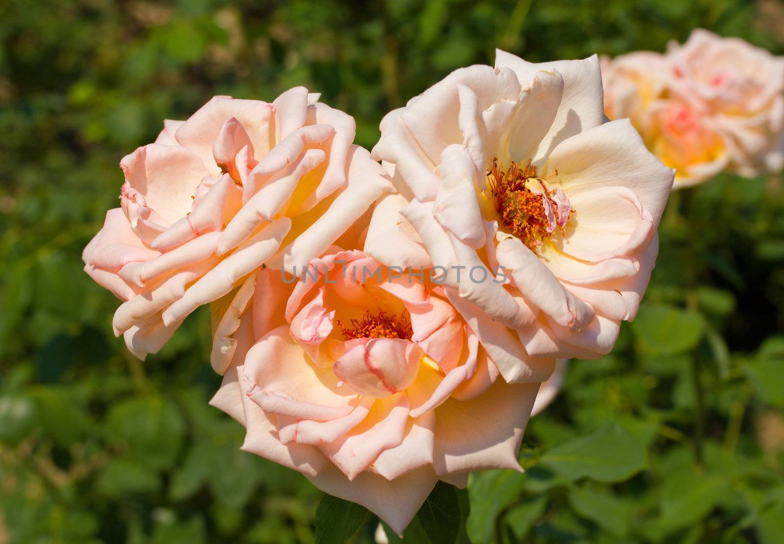 beautiful three tea roses on bush