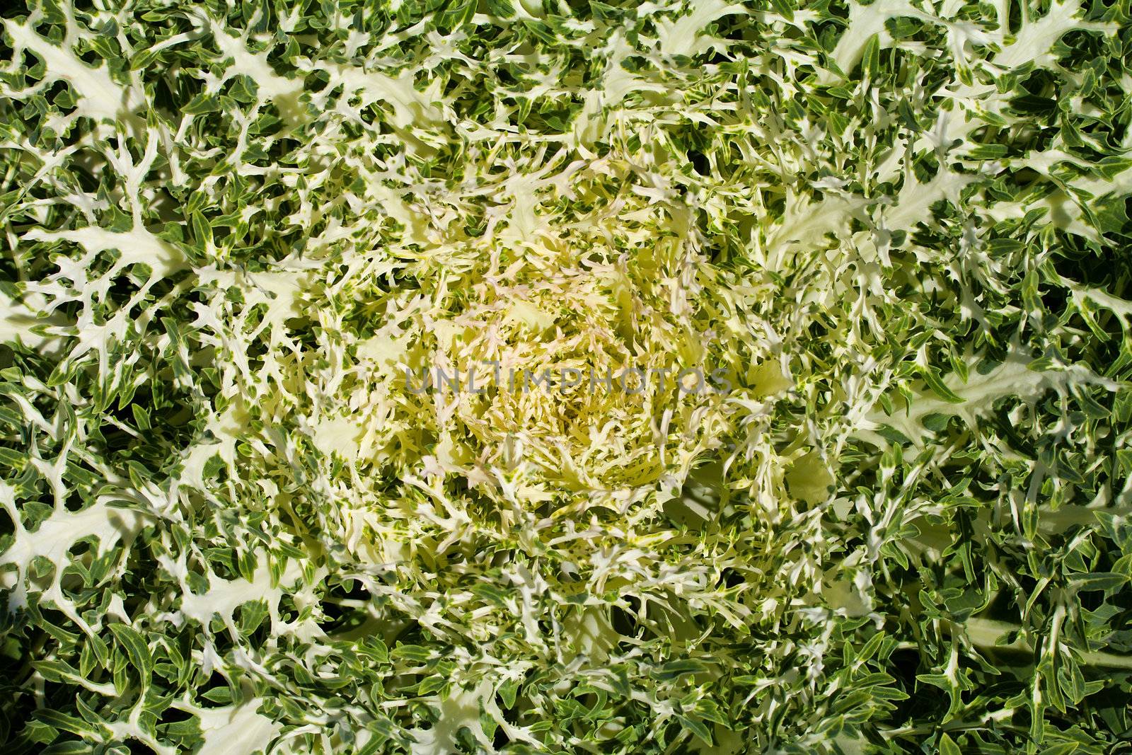 close-up decorative cabbage background