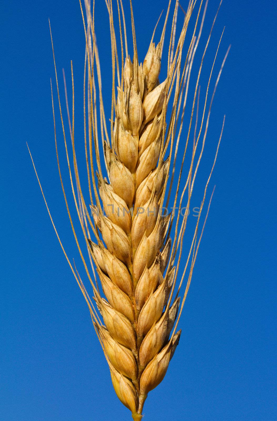 close-up ear of wheat by Alekcey