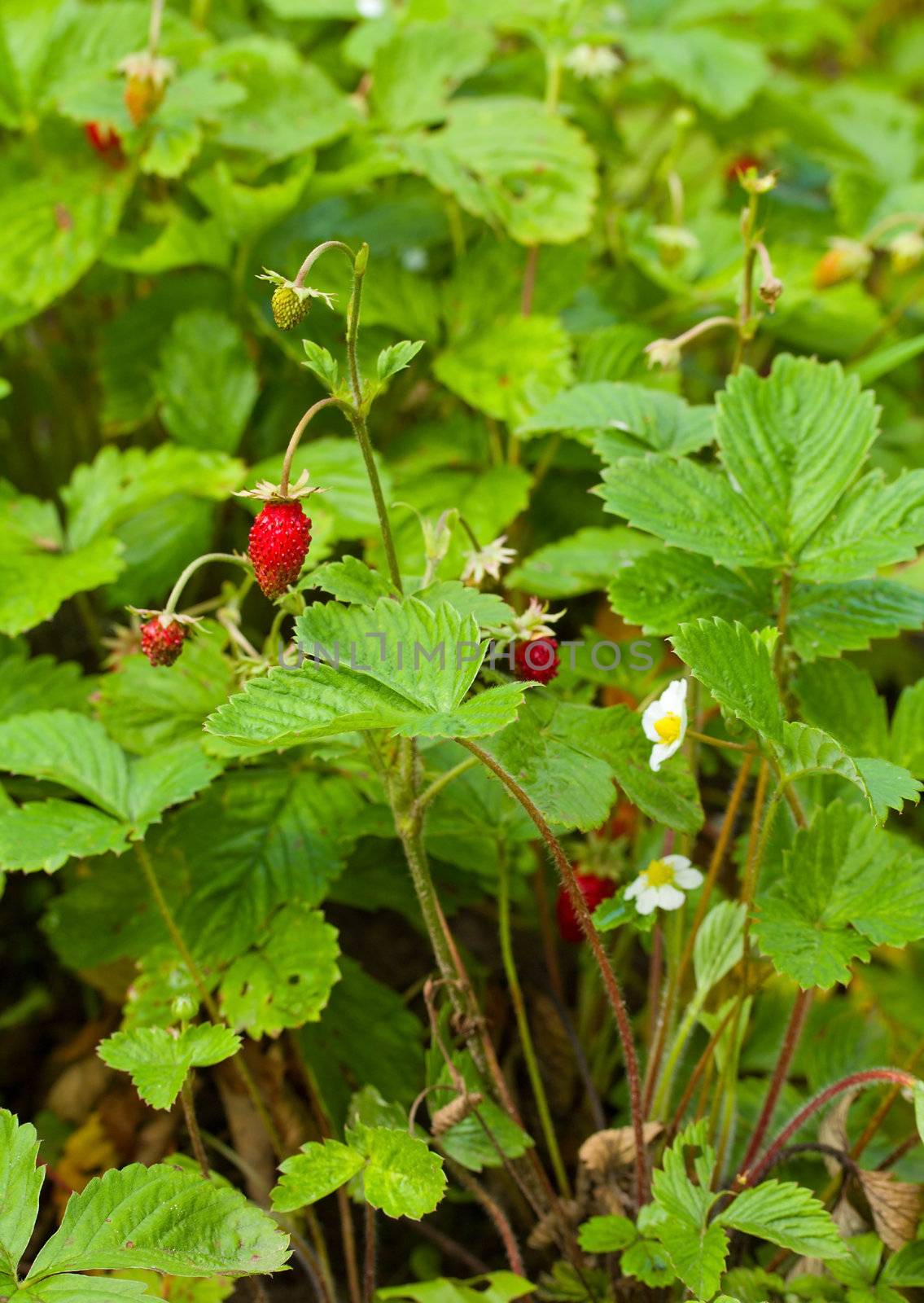 close-up wild strawberry in garden