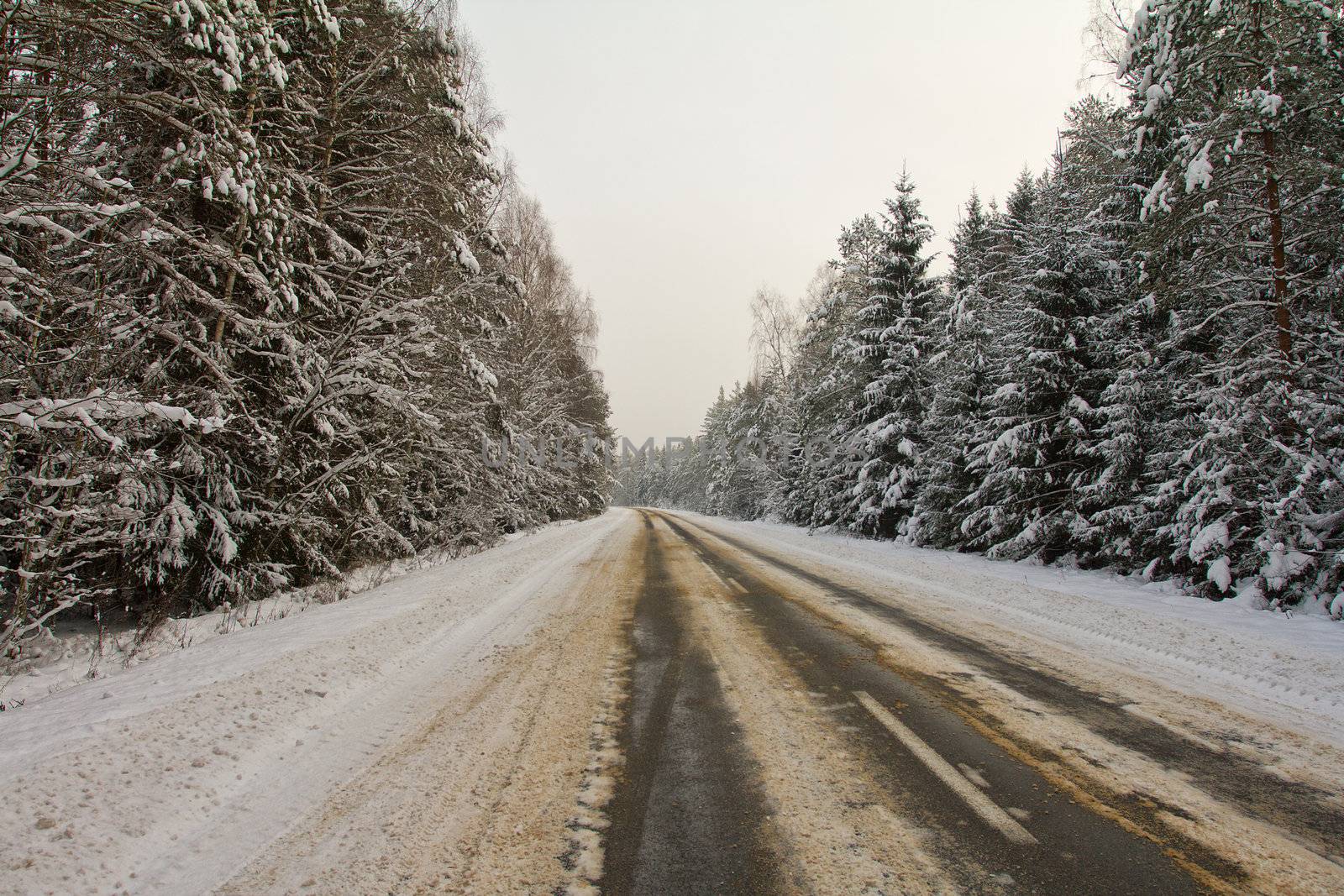 snowy country road in forest
