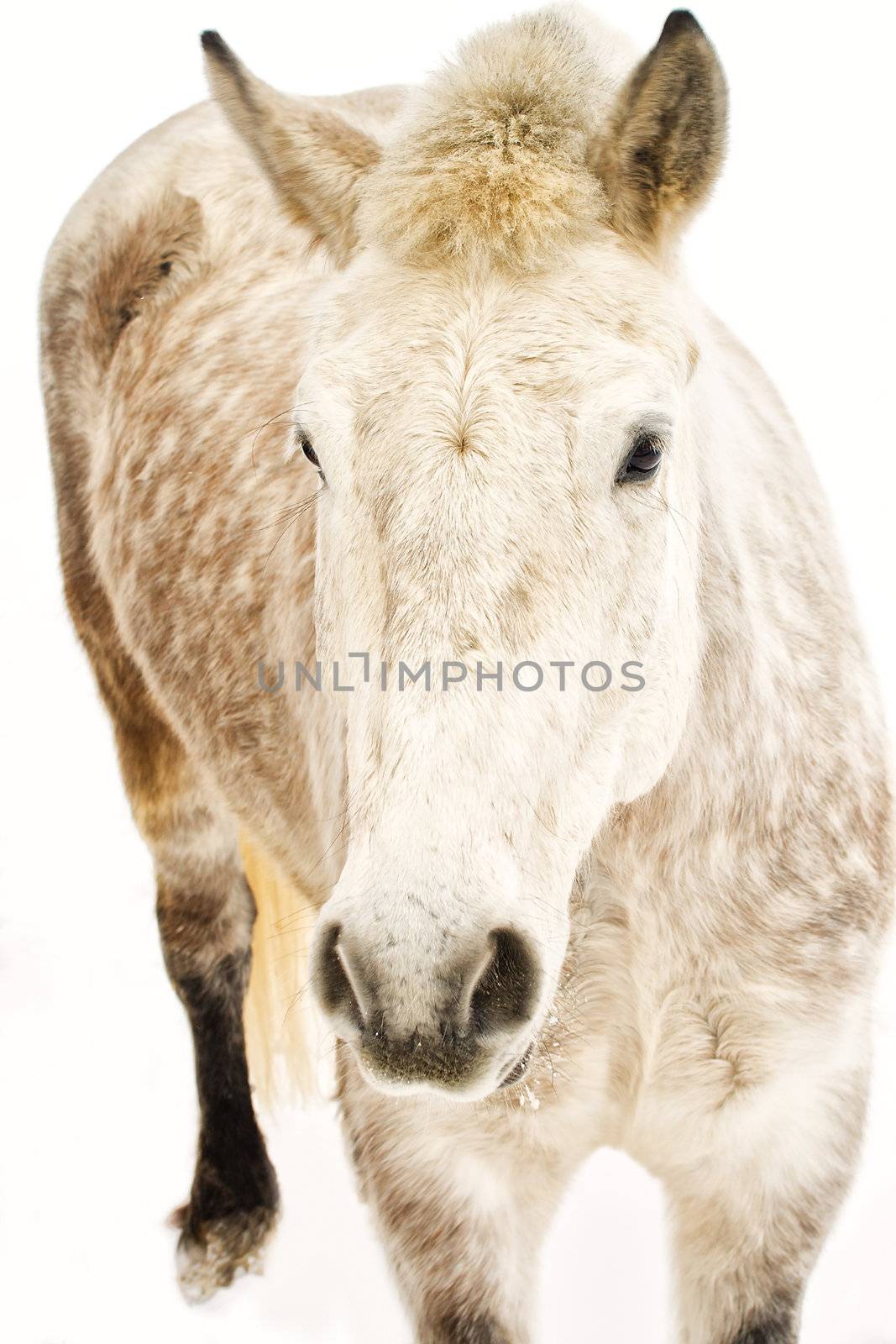 dappled white horse by Alekcey
