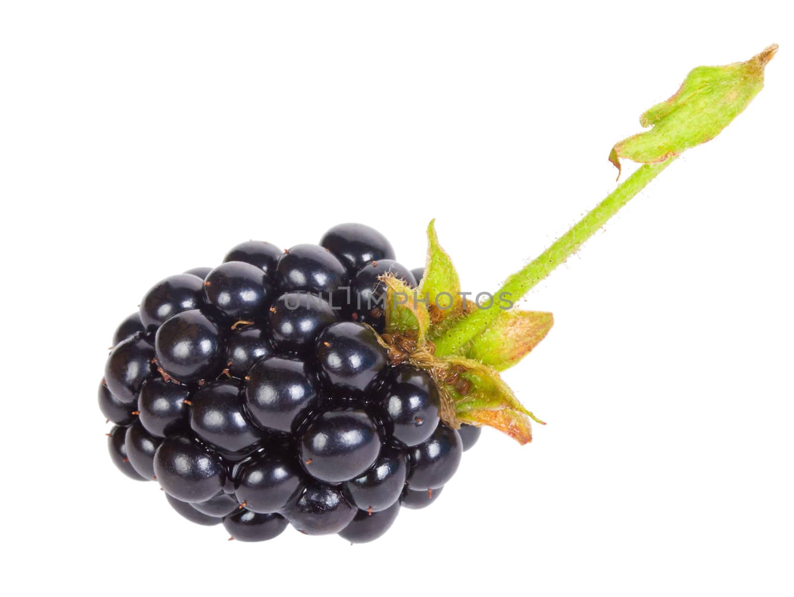 one blackberry  by Alekcey