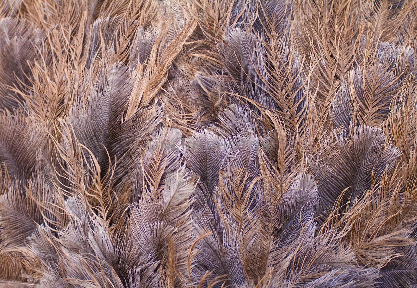 ostrich feathers background, selected focus