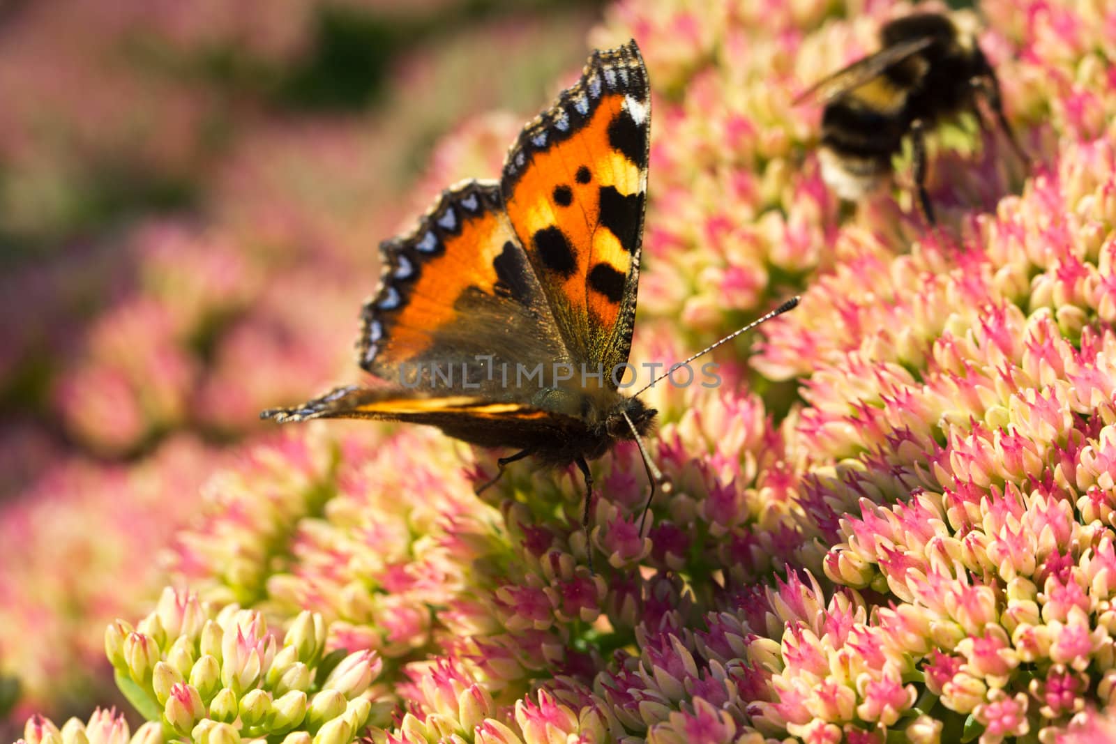 A Tortoiseshell (Aglais urticae) butterfly on a sedum flower